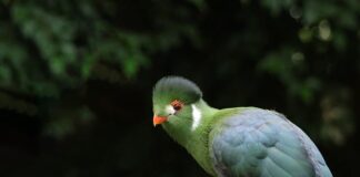 Jaka pasta do białych butów? Jaka pasta do białych butów?