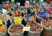 Co osłabia cebulki włosów?