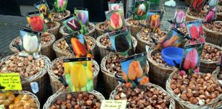 Co osłabia cebulki włosów? Co osłabia cebulki włosów?