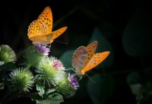 Gdzie teraz przebywa Masa?