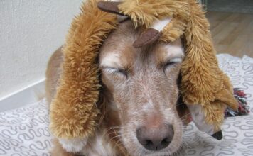 Czy warto nosić perukę? Czy warto nosić perukę?