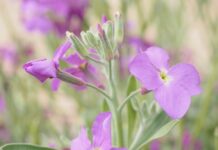 Jak nosić woalkę? Jak nosić woalkę?