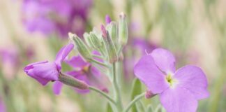 Jak nosić woalkę? Jak nosić woalkę?