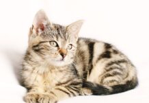 Jaki kolor paska do niebieskiego zegarka?