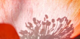 Jak pozbyć się cieni pod oczami domowe sposoby? Jak pozbyć się cieni pod oczami domowe sposoby?