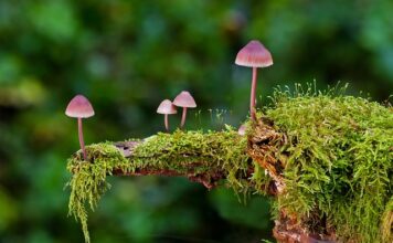 Jakie są rodzaje rajstop?