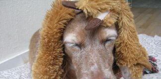 Czy perukę można nosić codziennie?