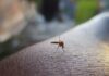 Kto założył Mosquito? Kto założył Mosquito?