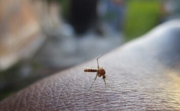 Kto założył Mosquito?