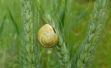 Jak uszczelnić parasol?