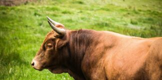 Od czego zależy wielkość brzucha w ciąży?