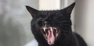 Co to znaczy jak się śni parasol? Co to znaczy jak się śni parasol?