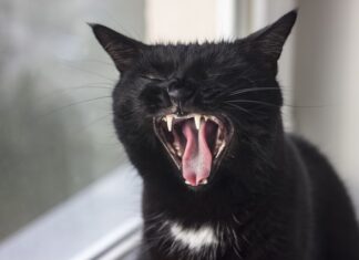 Co to znaczy jak się śni parasol?