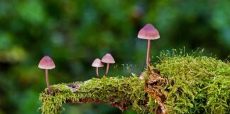 Jakie są rodzaje pasków klinowych?