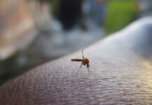Czy Mosquito to polska firma? Czy Mosquito to polska firma?
