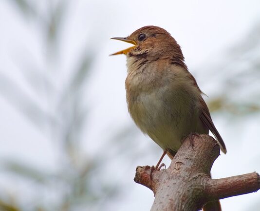 Dlaczego Słowik jest na wolności?
