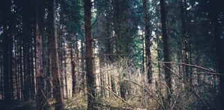 Czym się różnią rajtuzy od rajstop? Czym się różnią rajtuzy od rajstop?