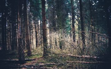 Czym się różnią rajtuzy od rajstop?