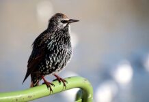 Czy widać że ma się perukę? Czy widać że ma się perukę?