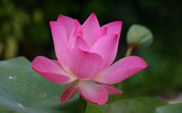 Jak się mówi po angielsku deszcz?