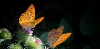 Czy Masa siedzi? Czy Masa siedzi?