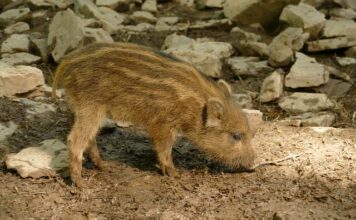 Czy można grzebać w pępku?