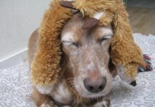 Jak zakładać perukę z siatką? Jak zakładać perukę z siatką?