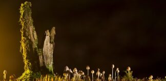 Jakie są rodzaje ściegów?