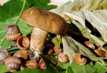 Jak zrobić toczek z filcu?