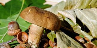 Jak zrobić toczek z filcu? Jak zrobić toczek z filcu?