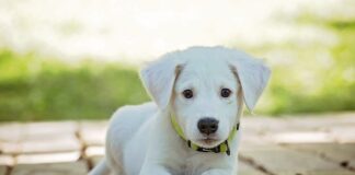 Do czego służy kołnierz obciążeniowy? Do czego służy kołnierz obciążeniowy?