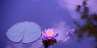 Kiedy obchodzony jest dzień bez stanika? Kiedy obchodzony jest dzień bez stanika?