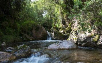 Czy w Polsce są jakieś gangi?