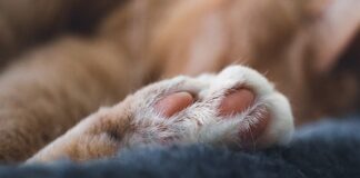 Jaki pasek dla puszystej?