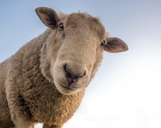 Jaka wełna się nie mechaci? Jaka wełna się nie mechaci?