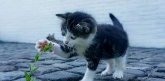 Jaki jest najdroższy kamień w pierścionku? Jaki jest najdroższy kamień w pierścionku?