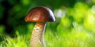 Jak długo utrzymuje się grzyb w bucie? Jak długo utrzymuje się grzyb w bucie?