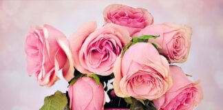 Czym się różni pastą od kremu do butów? Czym się różni pastą od kremu do butów?