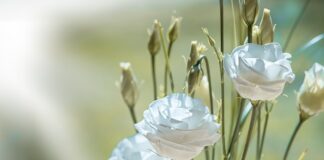 Do czego pasuje biały pasek?