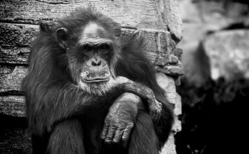 Jaki jest najbardziej bolesny kolczyk? Jaki jest najbardziej bolesny kolczyk?