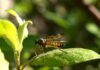 Czy Mosquito to dobra marka? Czy Mosquito to dobra marka?