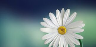 Co oznacza biała obrączka? Co oznacza biała obrączka?