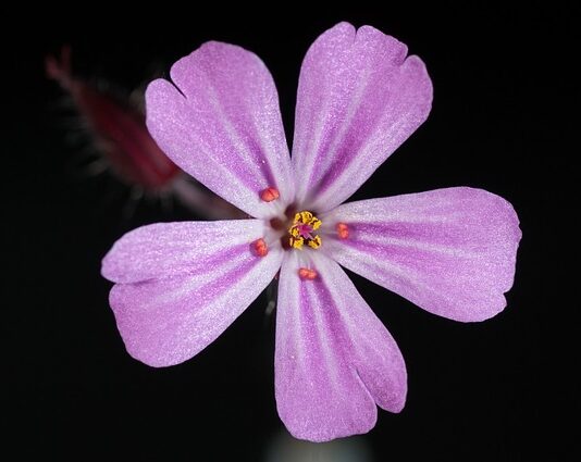 Czy herbatą pomaga na śmierdzące buty? Czy herbatą pomaga na śmierdzące buty?