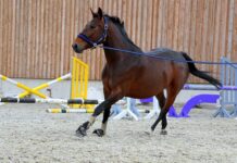 Jaka włóczka na getry? Jaka włóczka na getry?