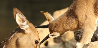 Co na otarcia w pachwinach? Co na otarcia w pachwinach?