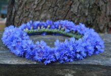 Czy do wianka pasuje welon?